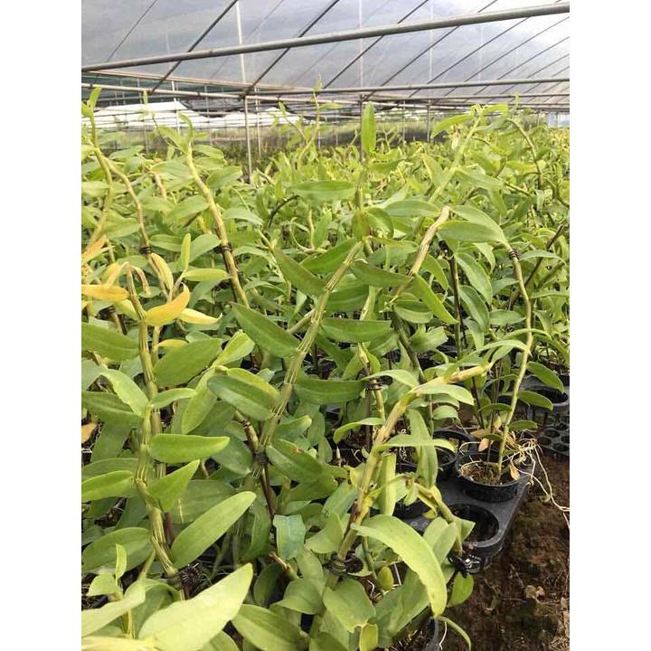 Phong lan giả hạc mắt xước