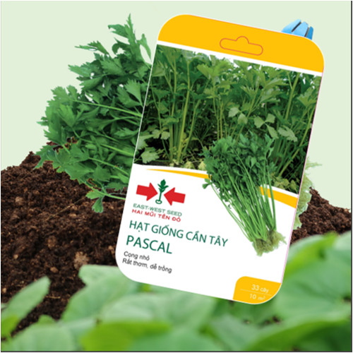 HẠT GIỐNG CẦN TÂY PASCAL CỦA EAST-WEST SEED (HAI MŨI TÊN ĐỎ)