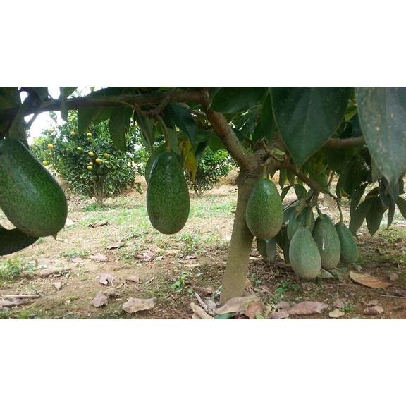 Cây giống Bơ tứ quý.