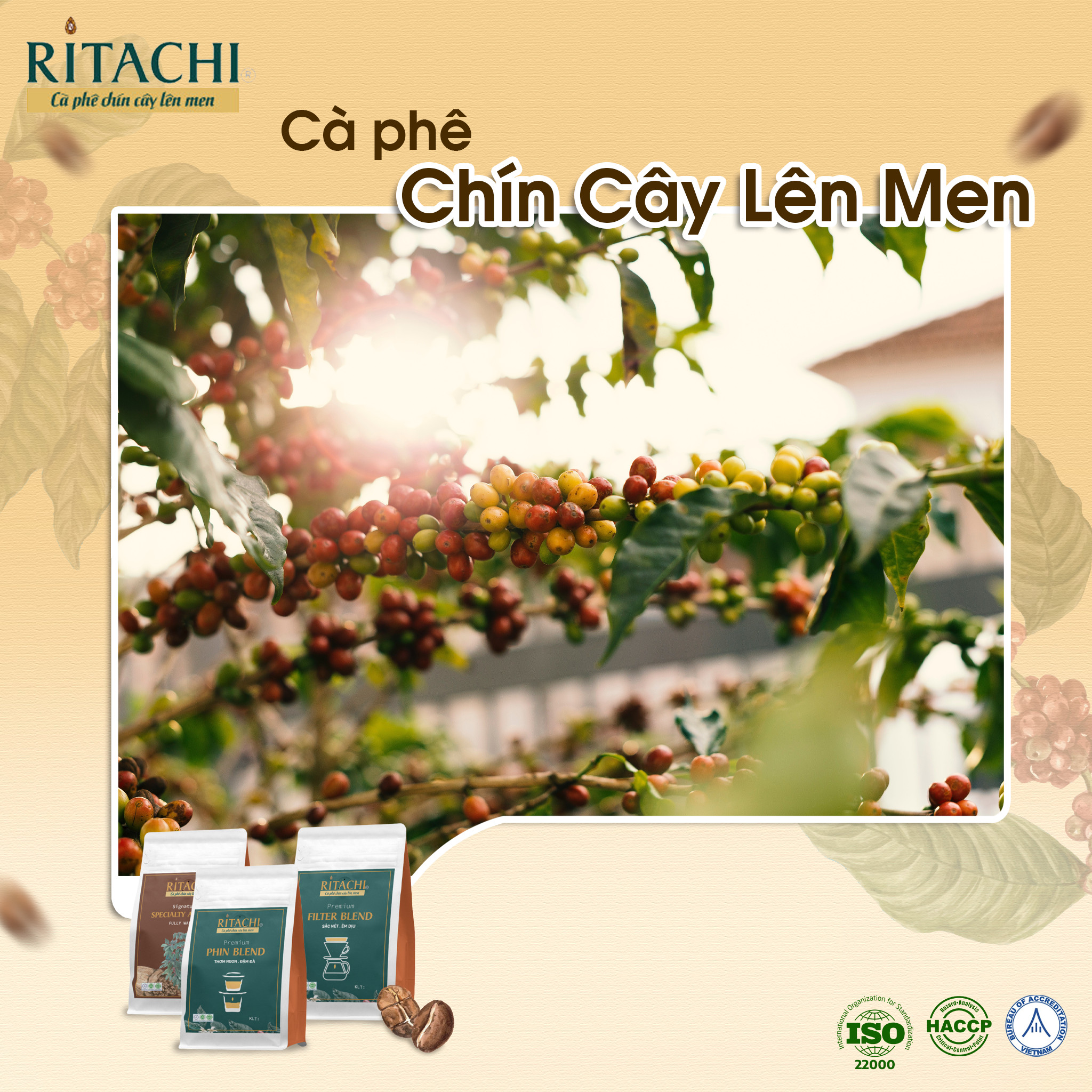 Cà Phê Robusta Gia Lai, Cà Phê Xuất Khẩu Ritachi Specialty Robusta, Rang Mộc 100%, Đậm Vi,Pha Phin, Pha Máy, Cold Brew, 500gr