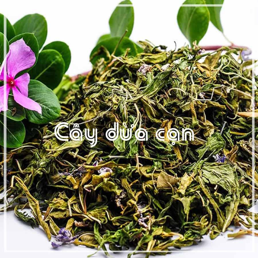 Cây Dừa Cạn khô sạch đóng gói 500gram