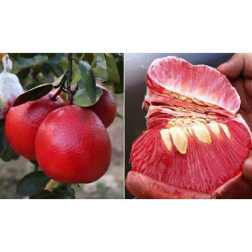 Cây giống bưởi đỏ tiến vua cao 60cm