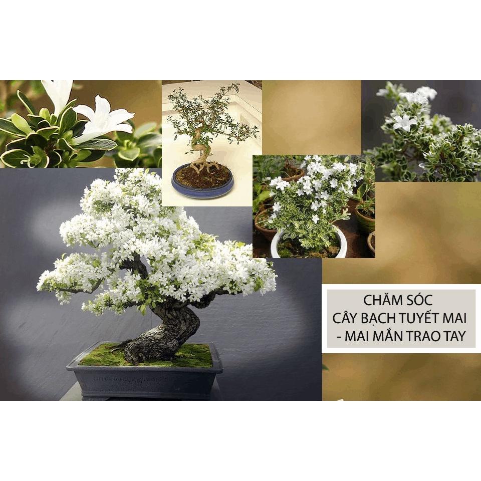 Cây giống hoa Bạch Tuyết Mai