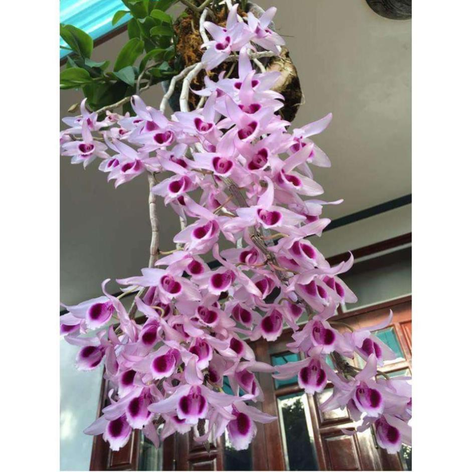 Bàn lan trầm siêu đẹp giá rẻ