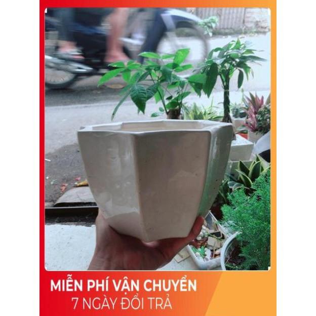 Chậu Trồng Cây