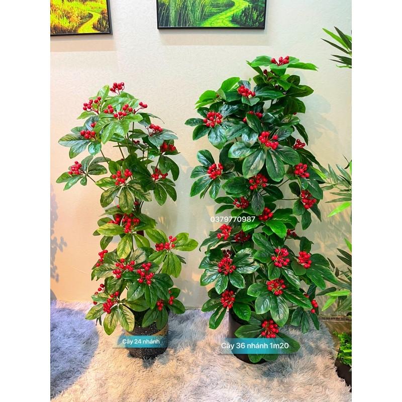 CÂY KIM NGÂN LƯỢNG 120cm - Tặng chậu