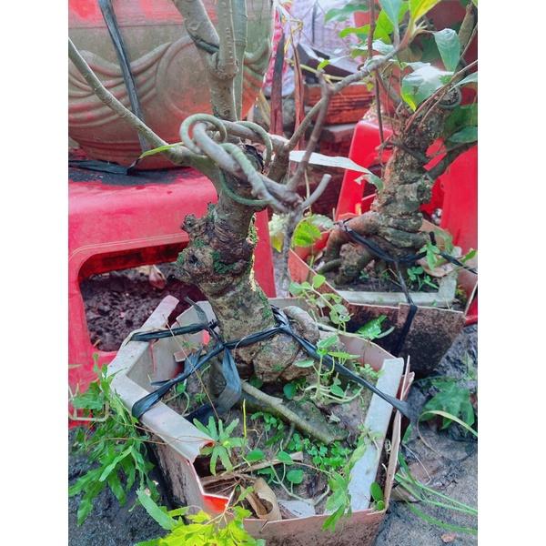 Cây Lộc Vừng Bonsai