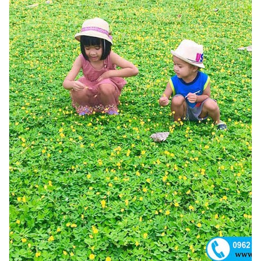 Hạt Giống Cỏ Lạc Dại – Cỏ Thảm Cảnh - Cỏ Đậu Phộng