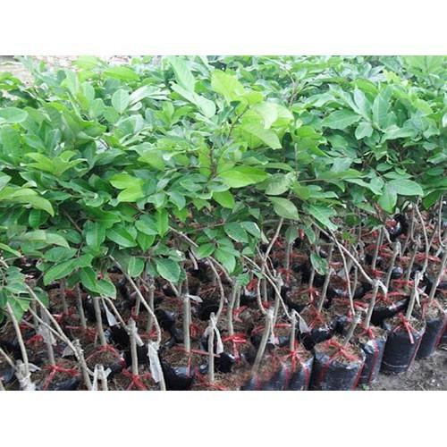 CÂY GIỐNG CHÔM CHÔM NHÃN SIÊU NGON SIÊU QUẢ- CAM KÊT GIỐNG CHUẨN F1 - CGCCNF1