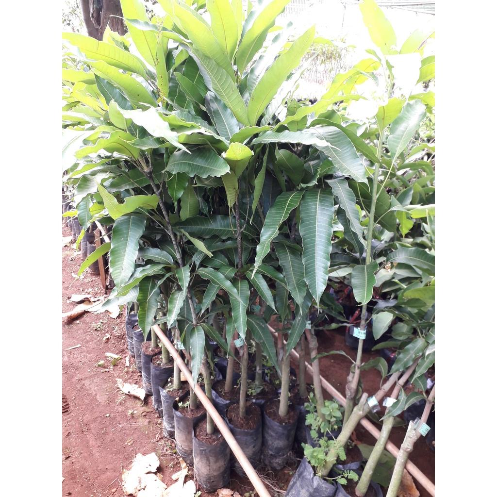 Cây giống Xoài Thanh Ca ĐÃ CAO GẦN 2M RỒI trồng chậu được.