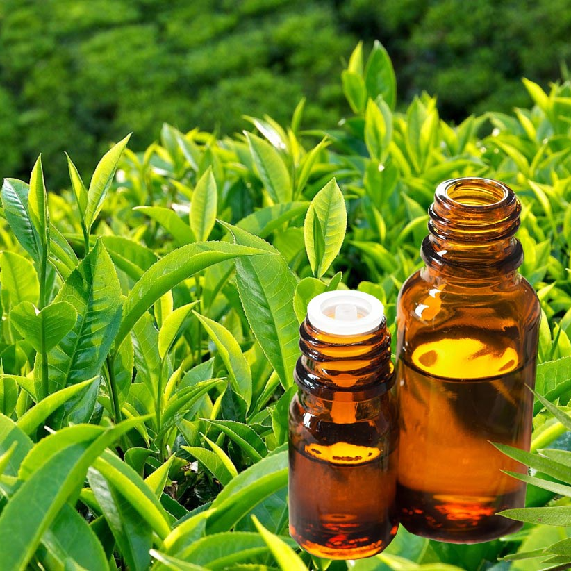 Tinh dầu Trà Xanh 50ml nguyên chất từ thiên nhiên, xông phòng, khử mùi, thơm phòng, đuổi muỗi, thư giản - KingOil