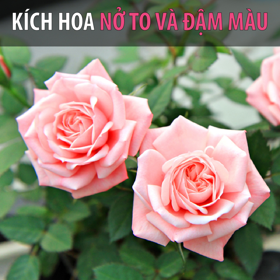 Neem Cake , Phân bón hữu cơ dưỡng mầm lá tốt nhất cho hoa hồng, hoa lan,Trị và phòng ngừa bệnh tuyến rễ như nấm rễ, sùng đất, cuốn chiếu, ốc sên, tuyến trùng