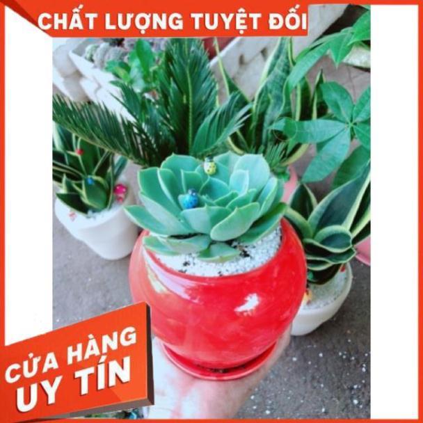 Chậu sen đá xanh đất