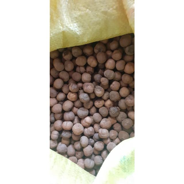 100 gram hạt giống cây tếch, giá tỵ