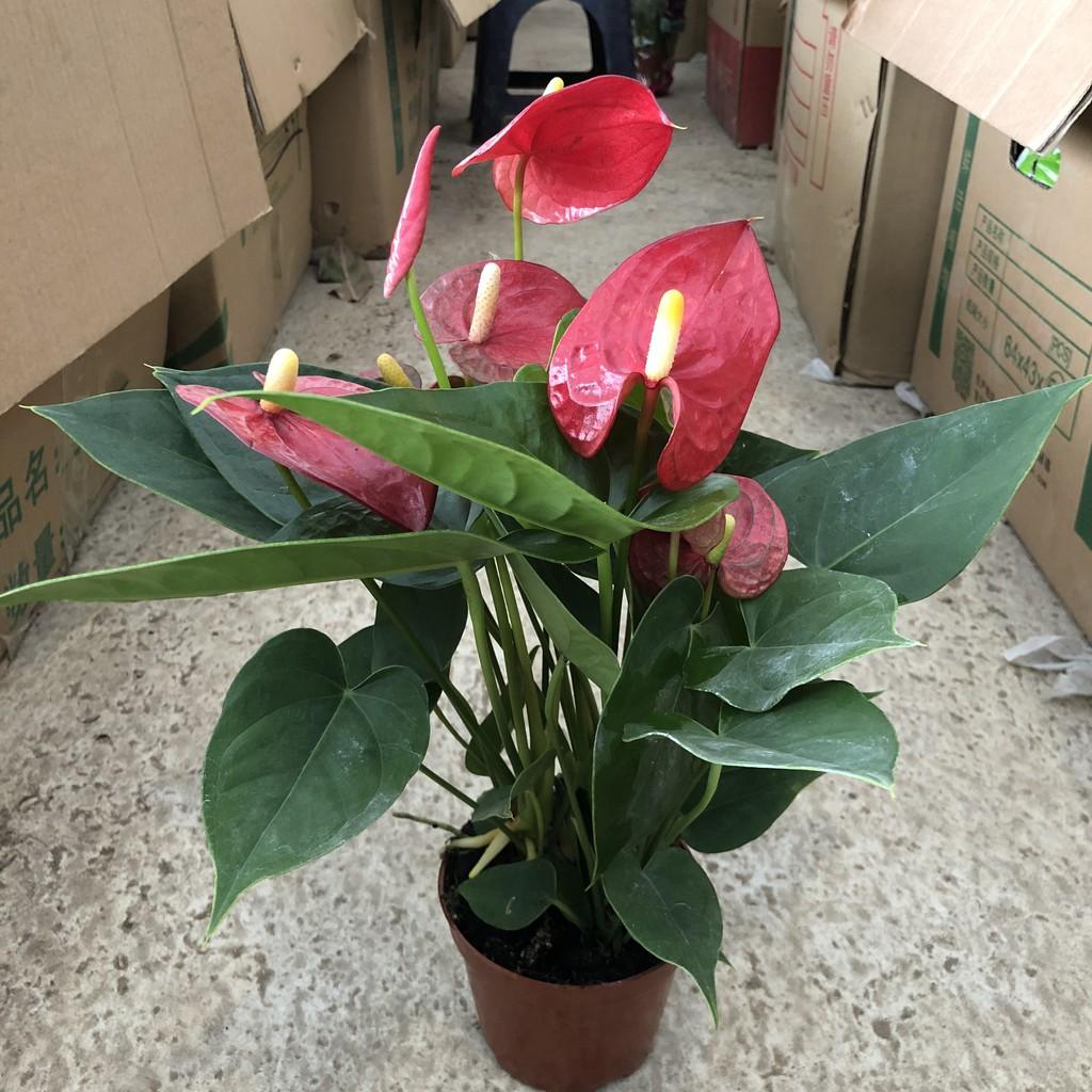 Cây hồng môn đỏ siêu hoa, chiều cao 25-30cm, hoa cực to đẹp dễ chăm sóc thích hợp trang trí phòng khách, để bàn
