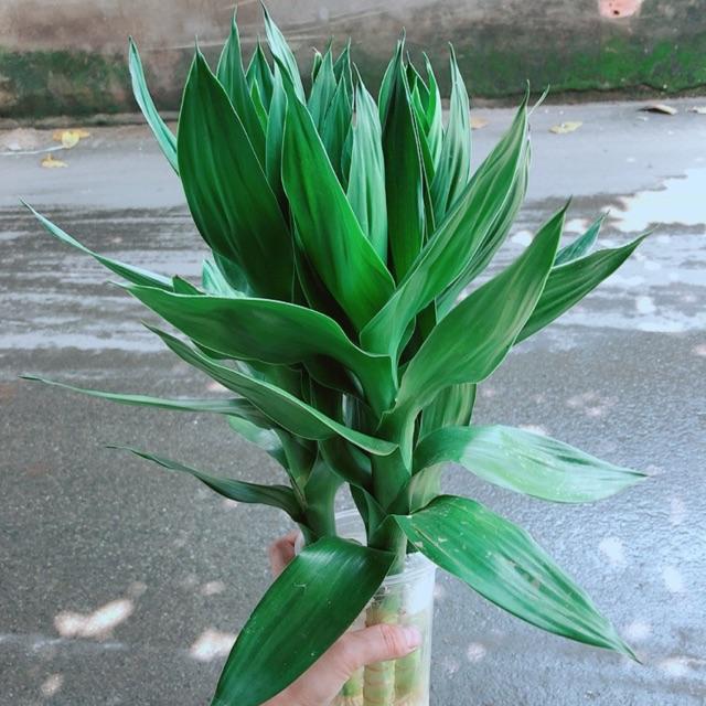 Cây Phát Tài Búp Sen