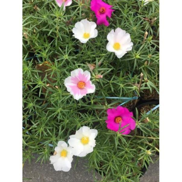 Cây hoa 10 giờ thái