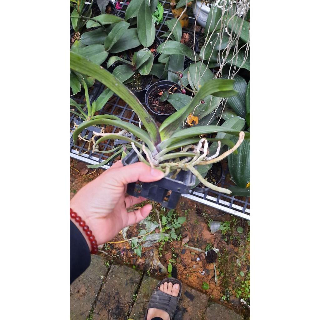 Hoa phong lan đai châu