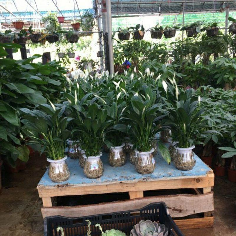 Chậu Lan Ý Thủy Sinh