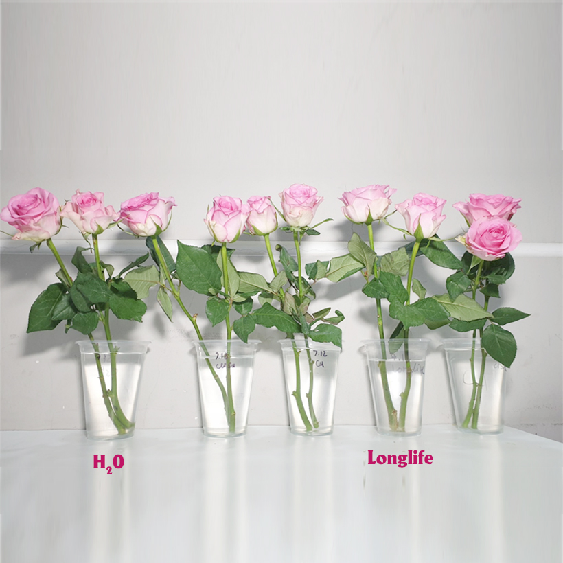 Dinh Dưỡng Giữ Hoa Hồng cắm bình Lâu Tàn - Food For Cut Flowers giúp hoa luôn tươi mớ, cứng cáp gấp 2 lần và trong 14 ngày không thối nước hay cắt tỉa gốc hoa, nhập khẩu Israel