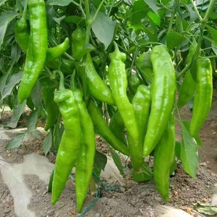 Hạt Giống Ớt Sừng Ngọt F1 KNS3378 - Gói 10 Hạt