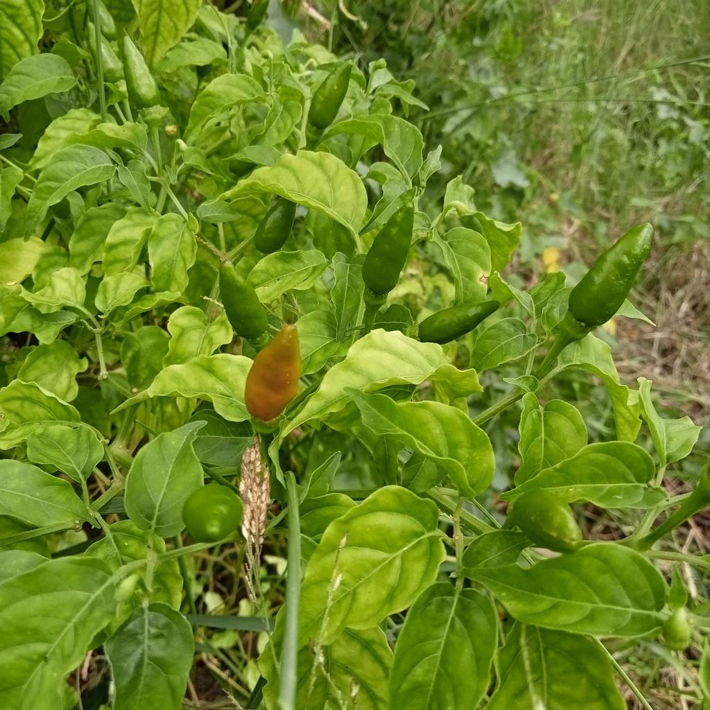 20 Hạt Ớt Xiêm Xanh