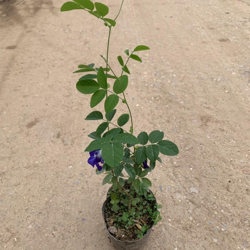 Cây hoa đậu biếc leo giàn cao 25 - 30cm, cây nở hoa quanh năm, rất dễ chăm sóc, trồng leo giàn tường rào và ban công