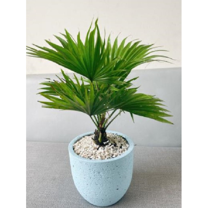 Chậu trồng cây xi măng nhẹ