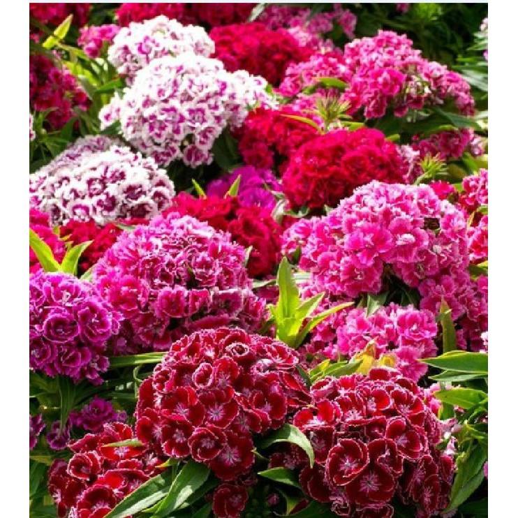 Hoa Cẩm chướng chùm Mix màu – 50Hạt