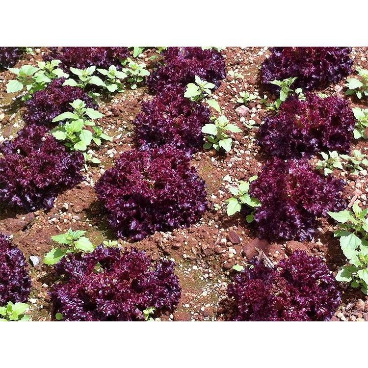 PN - Hạt Giống Xà Lách Tím Xà Lách Lollo Rossa PN-9 - Trồng Rau Xanh Rau Sạch Bằng Đất Sạch, Mùn Dừa Và Phân Bón Hữu Cơ
