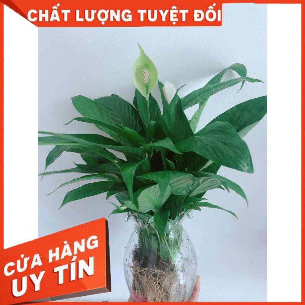 Chậu lan ý thuỷ sinh Nhiều Người Mua