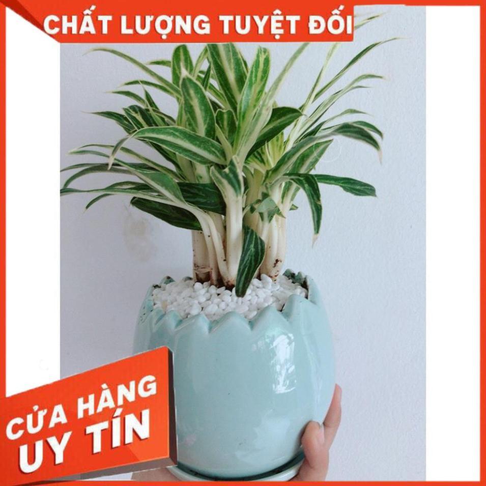 Chậu Cây Giữ Tiền Cho Gia Chủ