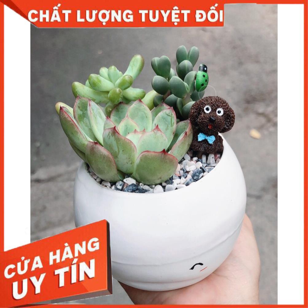 Chậu sen đá tiểu cảnh