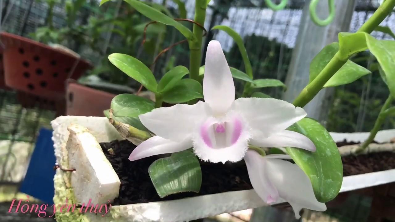 Phi điệp đột biến HỒNG YÊN THỦY chuẩn giống cam kết chất lượng