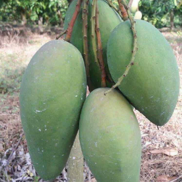 Cây giống xoài tứ quý cây giống chuẩn cho năng suất cao