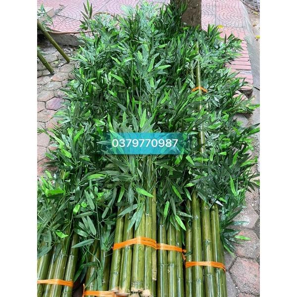 10 cây tre nhiều lá độ cao 2m, có thân xanh và vàng, nhận làm theo yêu cầu