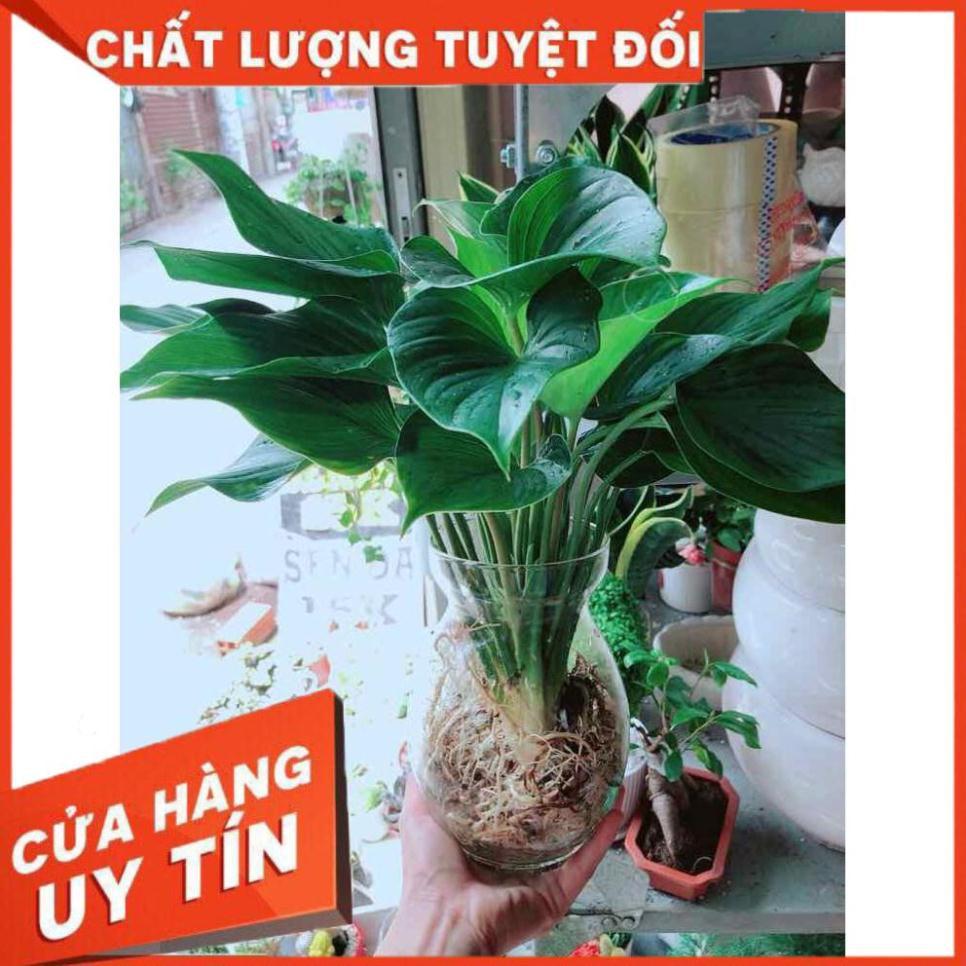 Chậu cây thanh tâm thuỷ sinh Nhiều Người Mua