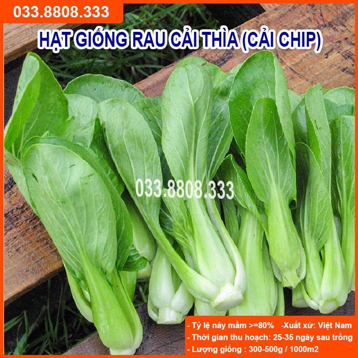 Hạt Giống Cải Thìa 20g - Cải Trồng Chậu