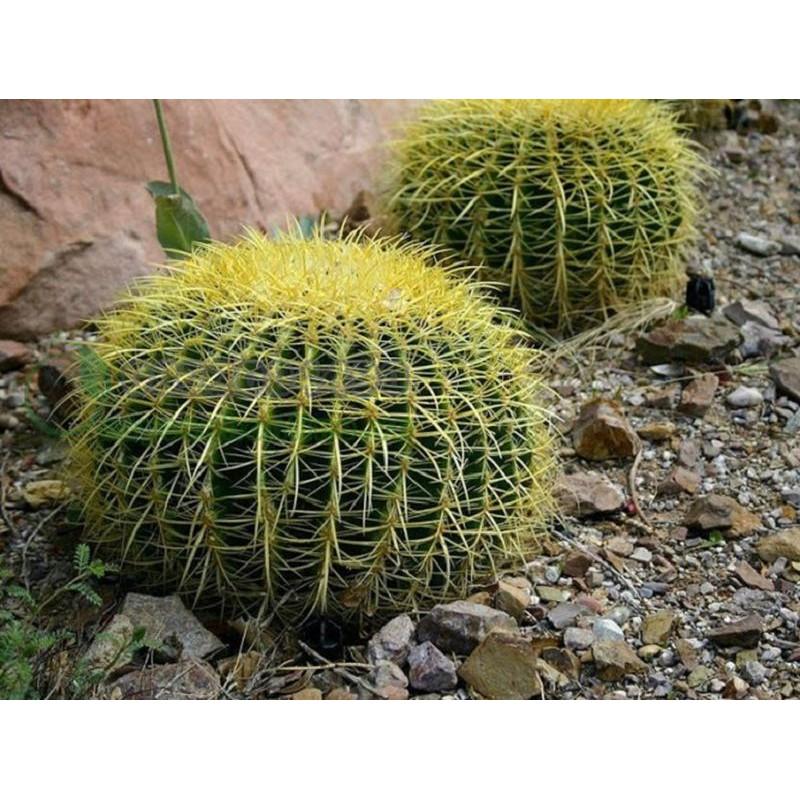 Hạt giống cây xương rồng kim hổ 20 hạt/gói