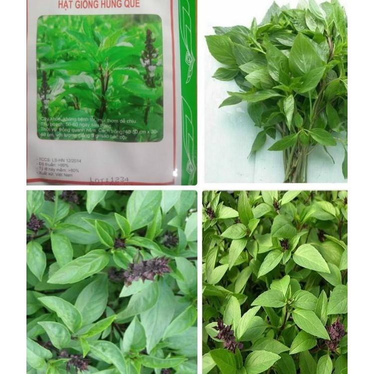 Hạt Giống Rau Húng Quế - 1 gói 2gr