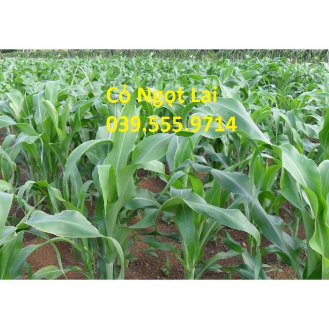 Hạt Cỏ Ngọt Lai 1kg - Cỏ Chăn Nuôi