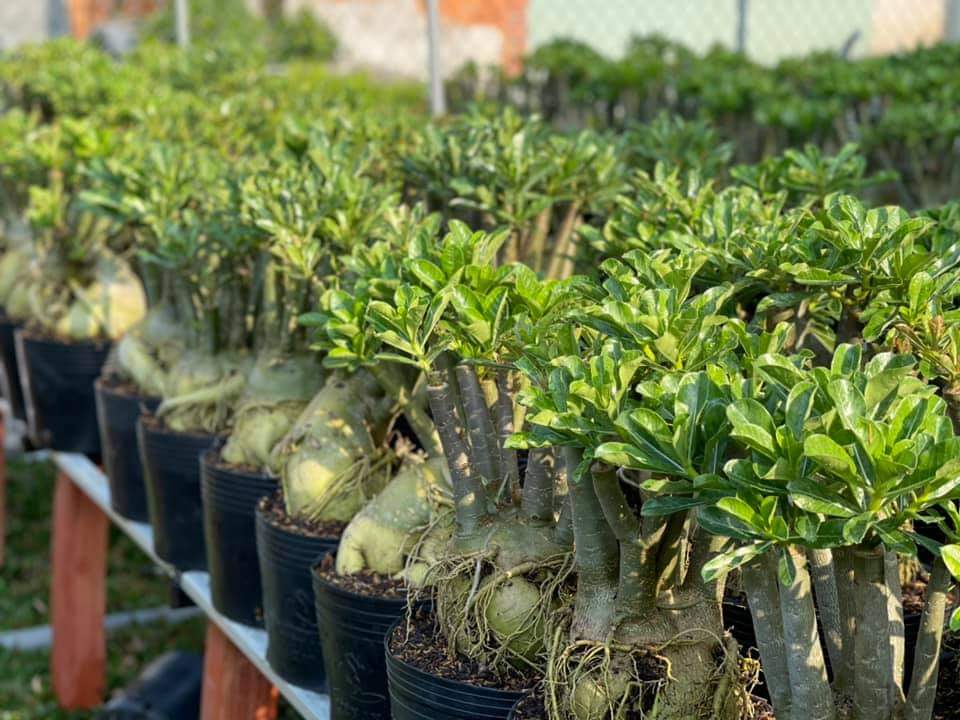 Sứ Thái Ngọc Cô Nương Chậu C9 Nhỏ 3-4 Cốt, Dáng Đẹp, Cao 20-35cm - Cây Sứ Thái