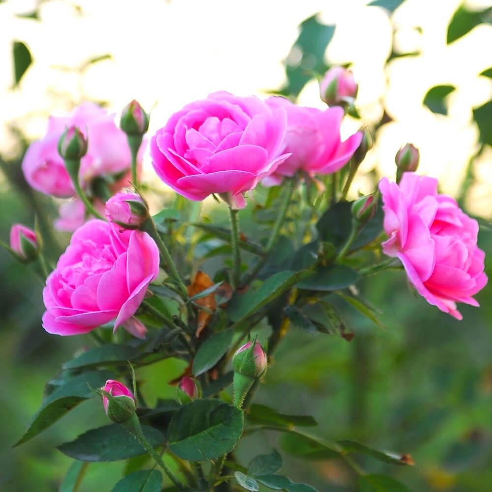 Cây hoa hồng cổ Son môi, dòng hoa cổ thơm nhất VN