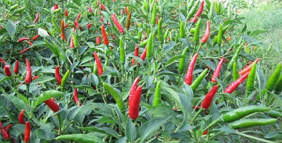 Hạt Giống Ớt Chỉ Thiên F1 Siêu Cay - Năng Suất Cao - gói 100 Hạt