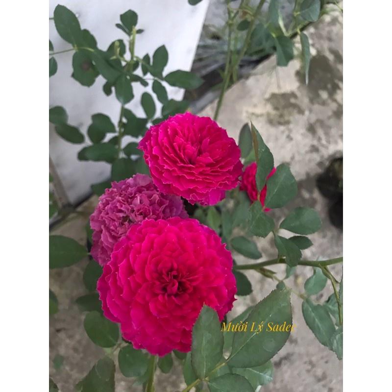 Hoa hồng Nhật Ramukan đẹp không thể rời mắt, hương thơm mạnh - bầu to cây lớn trưởng thành