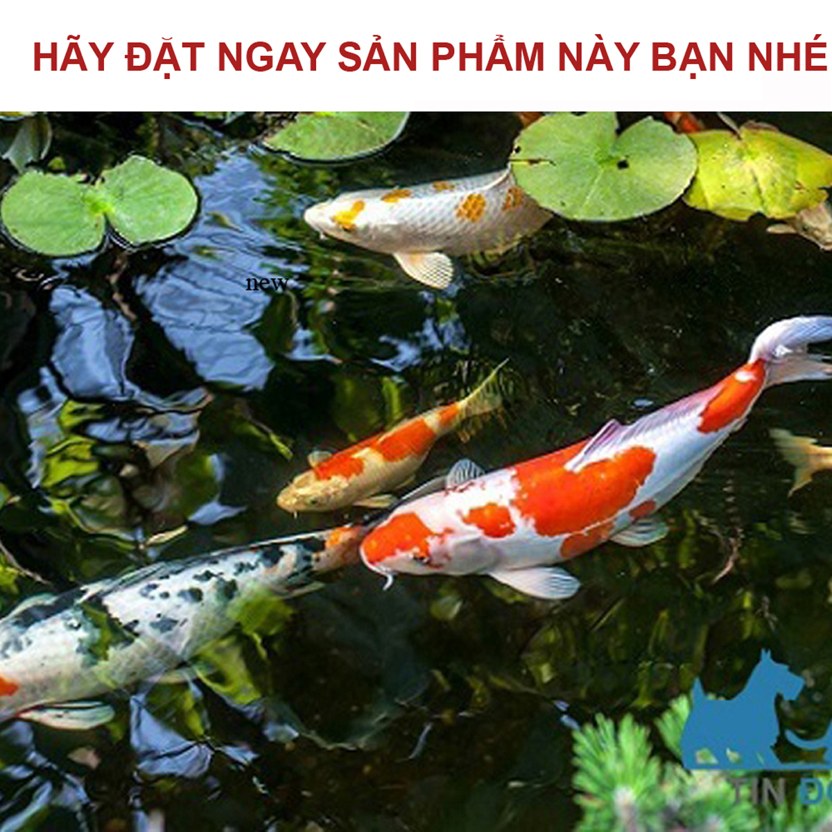 Vitamin tổng hợp 100GR cho cá cảnh, cá rồng, cá vàng, cá bảy màu guppy, cá rồng, cá Koi, ếch rùa, baba, lươn ...