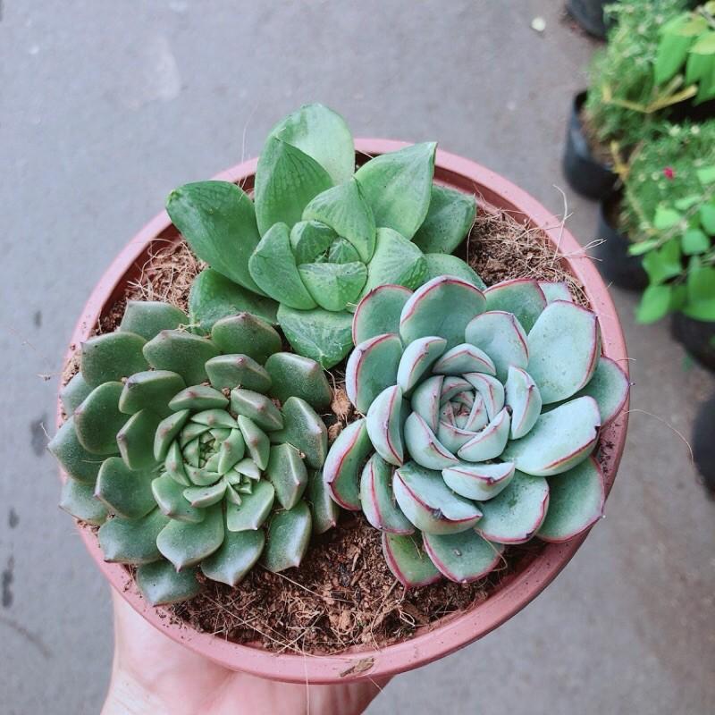 Sen Đá Mix 3 Cây Lớn