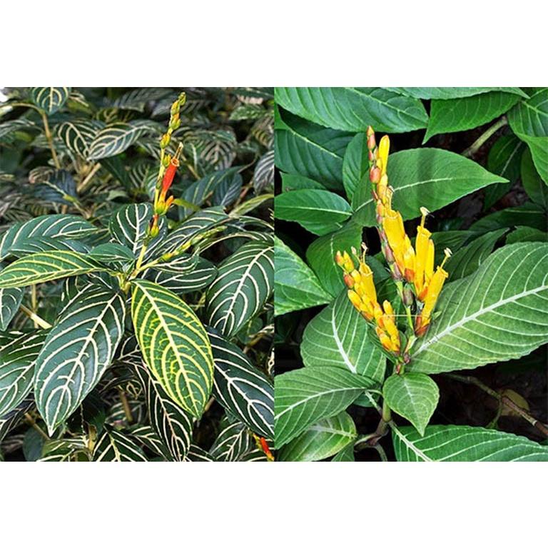 Cây giống cây xăng sê