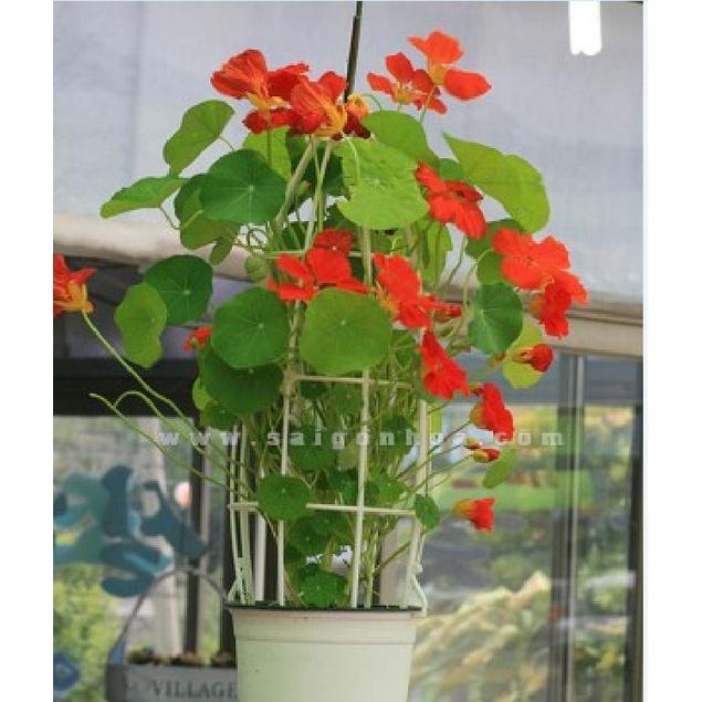 Hạt giống hoa sen cạn rũ mix màu-gói 15 hạt/tặng kèm gói kích mầm