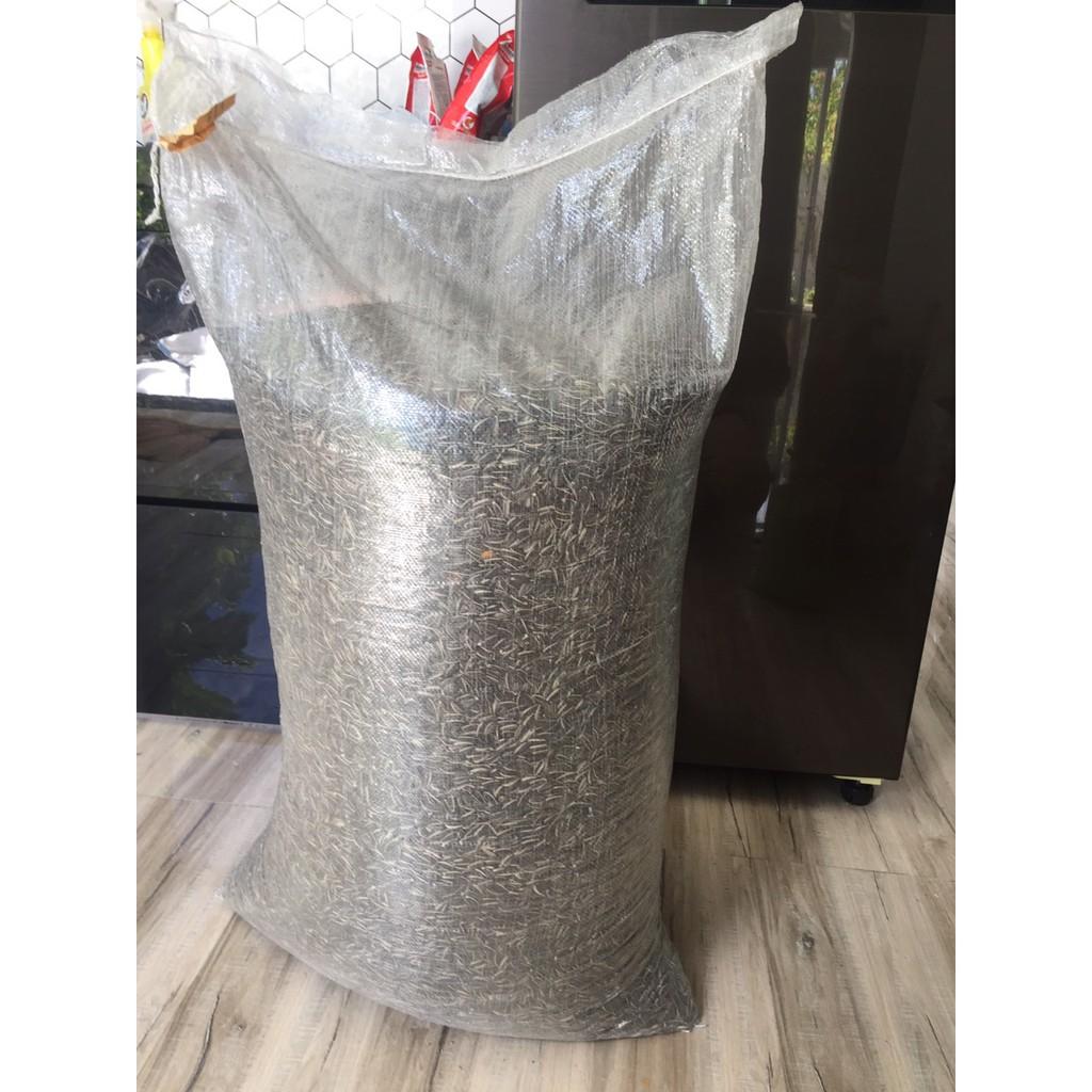 HẠT HƯỚNG DƯƠNG SIZE TRUNG CHO TẤT CẢ DÒNG VẸT SIZE TRUNG, LỚN VÀ THÚ CƯNG 1 KG